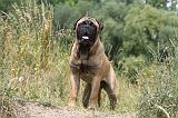 BULLMASTIFF 261